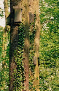 bat boxes at Coombe Country Park