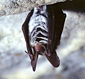 Bechstein's bat hanging in cave