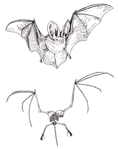 bat and its skeleton