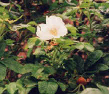 dog rose flower