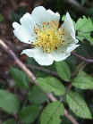 field rose