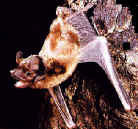 Parti-coloured bat on tree