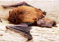 Pipistrelle and pup