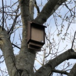 batbox on a tree
