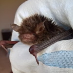 bat in care