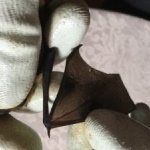 bat with a torn wing